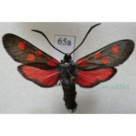 Zygaena angelicae Ochsenheimer, 1808 Kraśnik dzięgielowiec Slovakia65a